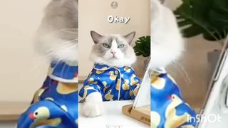Top cat tiktok video