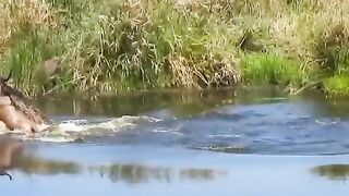 Crocodile attack weldbeest