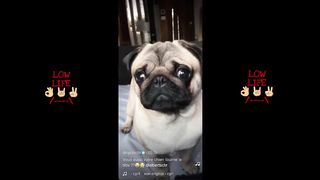 LES CHIENS FRANCAIS LES PLUS DRÔLE AU MONDE