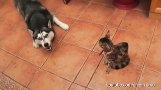 LES ANIMAUX DOMESTIQUES LES PLUS MIGNONS