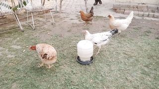 My beautiful organics chicken