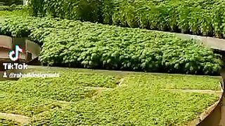 Green life