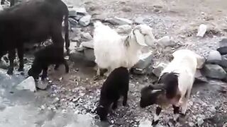 Healthy Glacier WATER drinking.