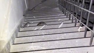 Horror Video The Best Video