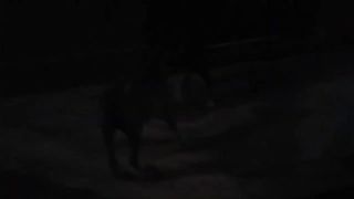 #funny Dog video 1