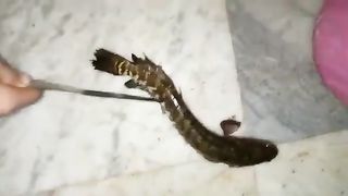 ঘরের উঠোনে একটি ষোল মাছ ধরলাম