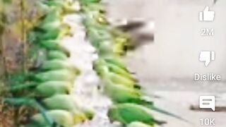 Birds ????????