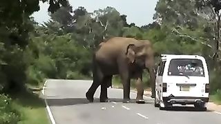 Elephant attack 2