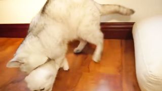 cute cat and kitten video.. #febspot #viral #views #foryou