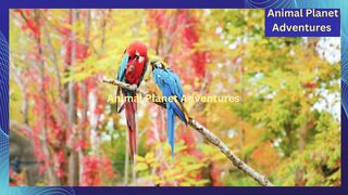 Wild Birds Special Collection 8K VIDEO ULTRA HD HDR 60FPS