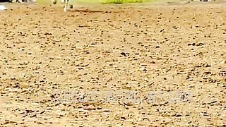 #BEST#OF#WORLD#HORSE#RIDER&#BEST#GIRL#HORSE#DANCE 2