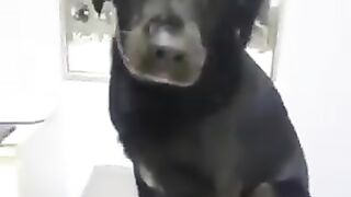 Animal vs Human
