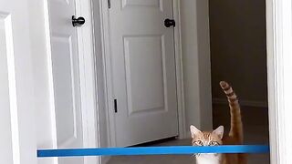 The bravest ???? cat