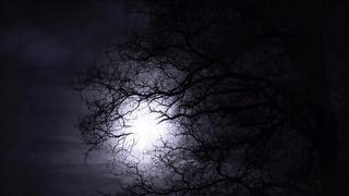 Scared trees
