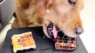 How brave this dog is