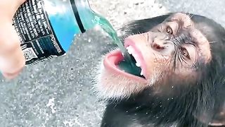 The monkey drinking the water