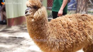 animals music