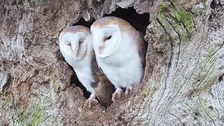 Eggs- Barn Owls Gylfie & Finn's Love Story