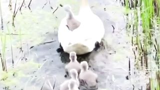 baby duck