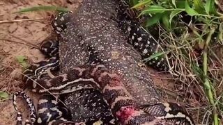 Komodo dragon V's Giant python....