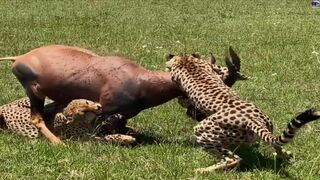 A group of cheetahs attacked a single deer.