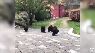 Funniest Animals Videos) - Best Cats& and Dogs & Videos 2023!