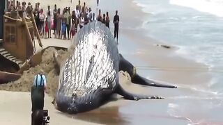 22Top amazing video  2023