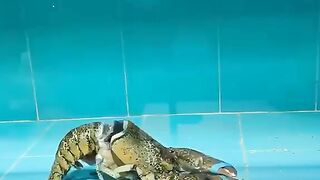 11 wow! Molting shrimp