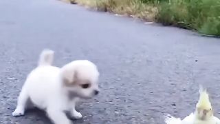 Animal love 4