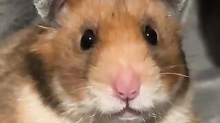 ???? Funniest TikTok Hamsters In The World ????