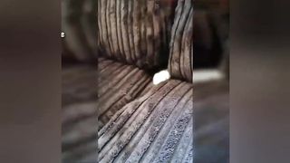 compilation drôle de chats et chiens: moments hilarants de nos amis à quatre pattes ????????
