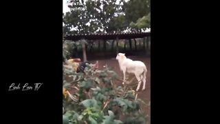 Compilation Des Moments Les Plus Drôles de l'année ???????????? 6