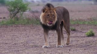Le lion sage en Action