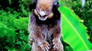 Animals top moment 2