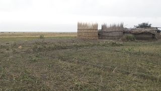 Village life| Life in village| Village life in Pakistan| Relaxing video| Wheat crops| Huts around the river| River side