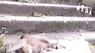 cat fight 5