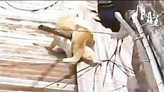 cat fight 2