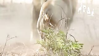 Lions 2