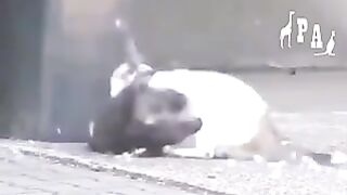cat fight 3