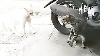 cat fight 4