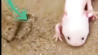 ce poisson a 4 patte poisson incroyable ????????????????