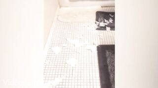Chiens coupables mignons et drôles - Vous rirez toute la journée!