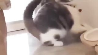Funniest-Animals-2023-Funny-Cats-and-Dog_326.