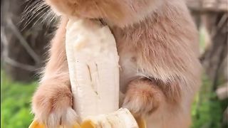 Rabbit food so wow