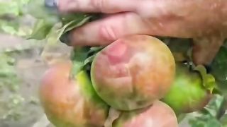 ГРАДИНСКИ СЕКРЕТИ