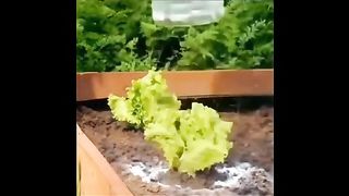 ГРАДИНСКИ СЕКРЕТИ 2