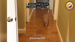 ???? TOP 1 des meilleures vidéos de chat ????#bêtisier #chatdrole #2023 ????????
