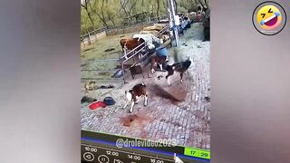 Drôle de vidéo chat et chien ???? Les plus drôles des vidéos d'animaux 2023 ????