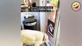 ????????Quand ton chien dégringole ???? Si tu rigoles 1,8 fois, t'as perdu ????????