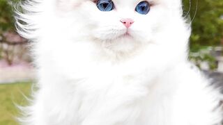 Soo cutest white cat ????????